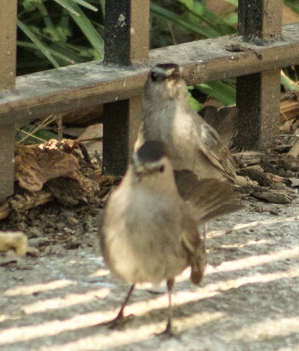 Gray Catbird - ML639611752