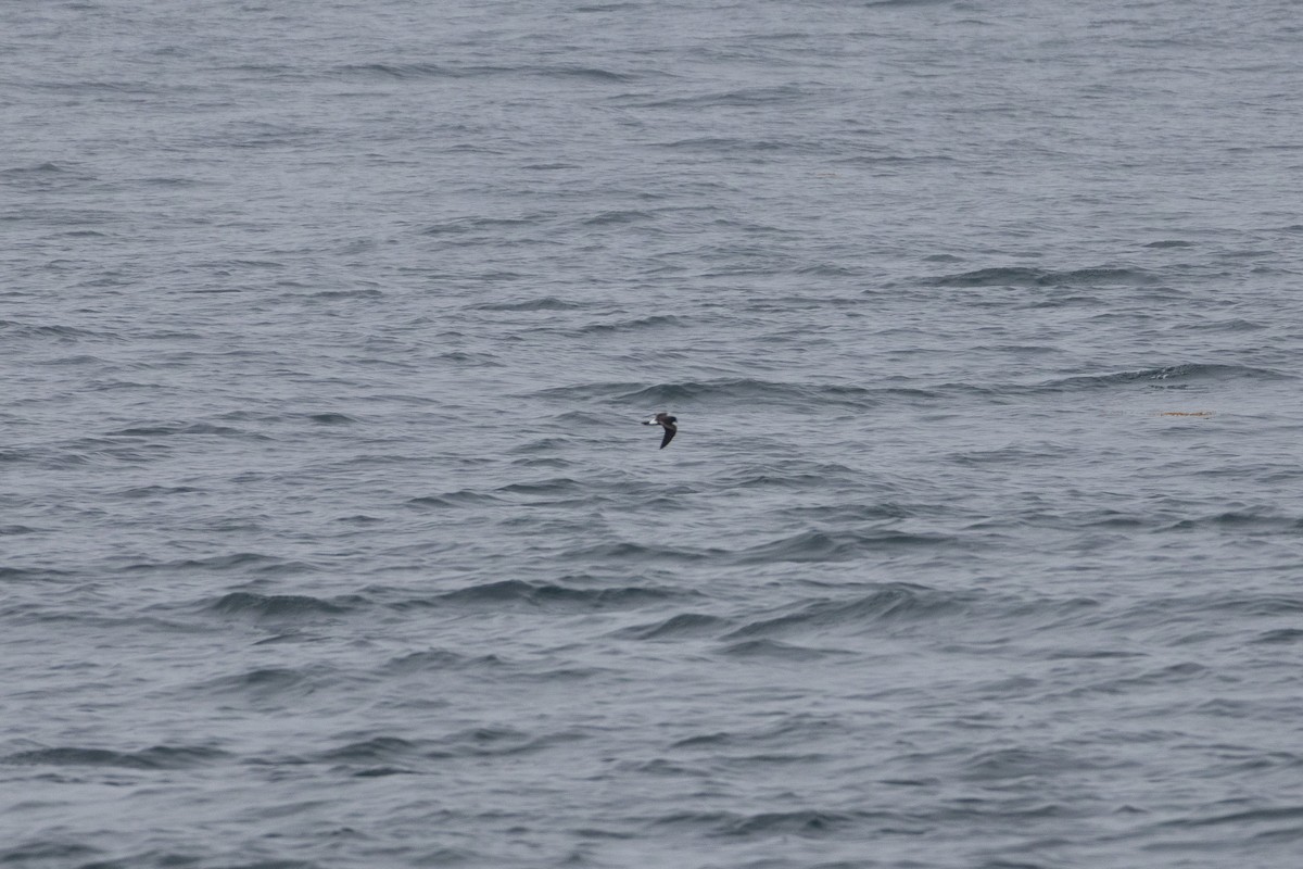 Leach's Storm-Petrel - ML639611764
