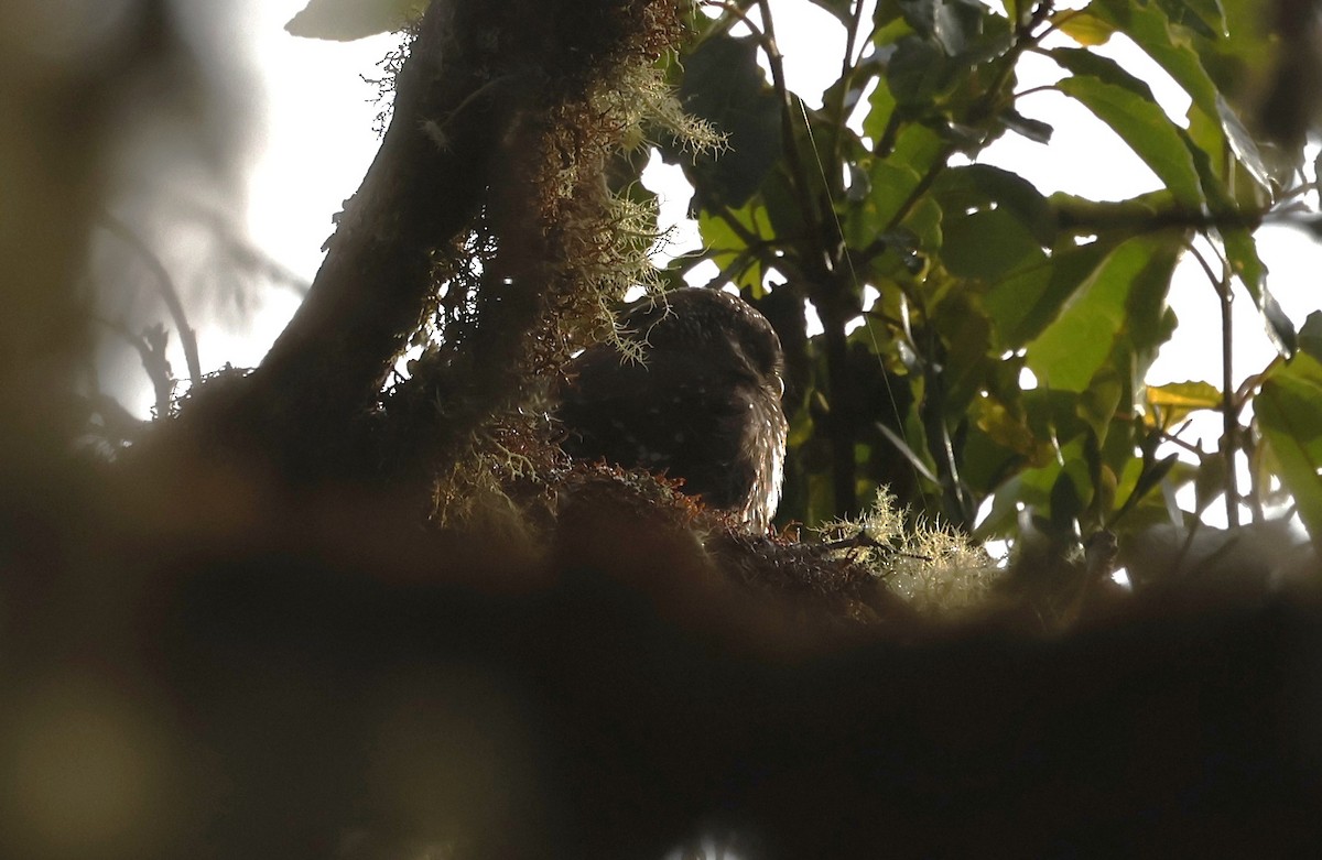 Yungas Pygmy-Owl - ML639611779