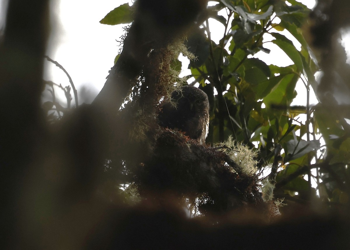Yungas Pygmy-Owl - ML639611819