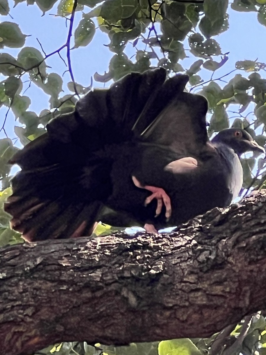 Rock Pigeon (Feral Pigeon) - ML639611820