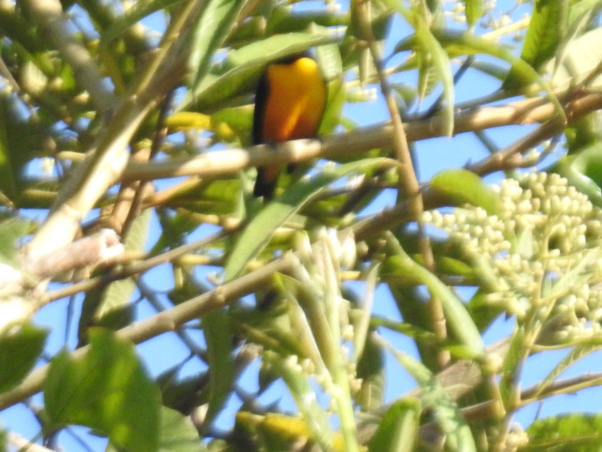 Orange-crowned Euphonia - ML639611840