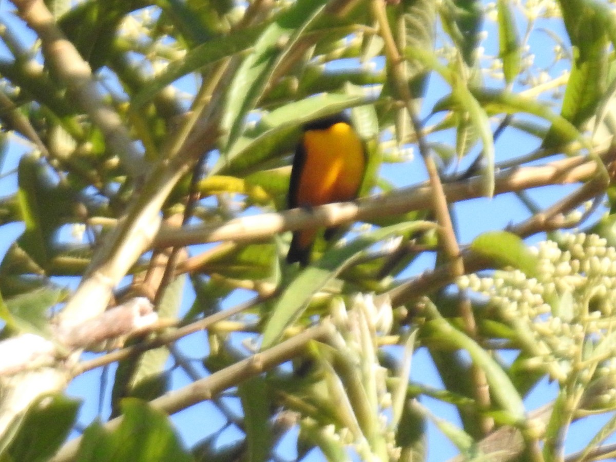 Orange-crowned Euphonia - ML639611841