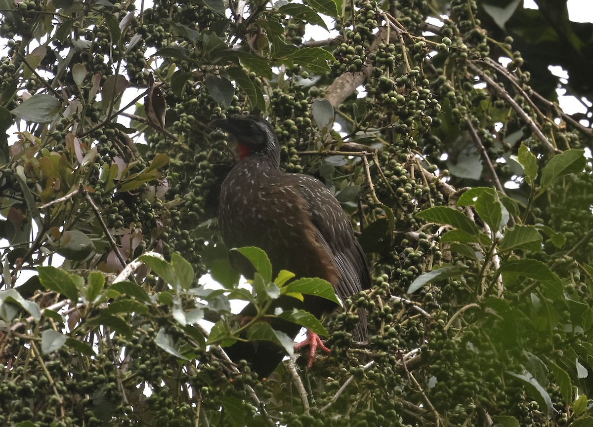 Andean Guan - ML639611899