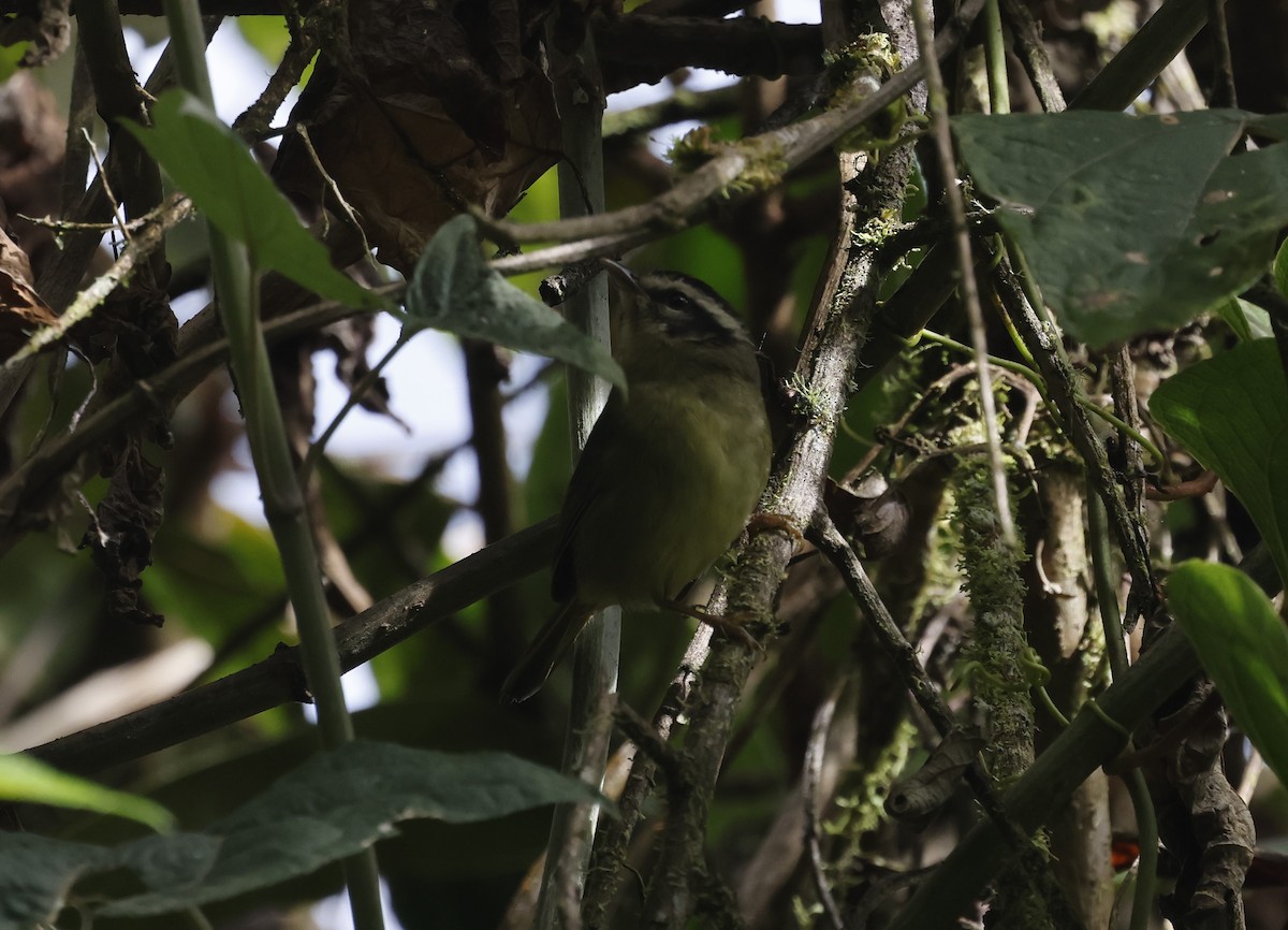 Yungas Warbler - ML639611913