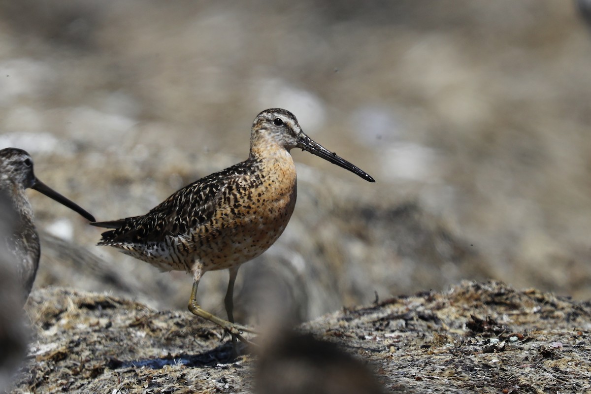 Short-billed Dowitcher - ML639611949