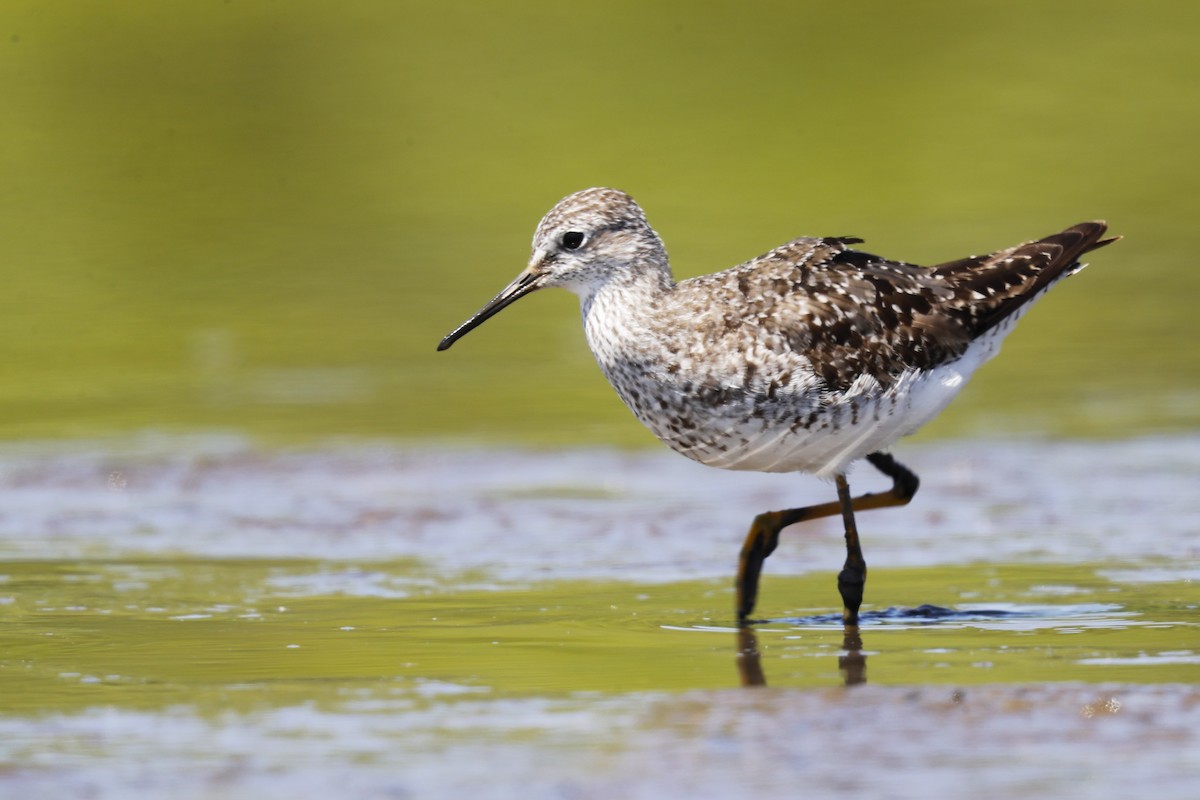 Lesser Yellowlegs - ML639611968