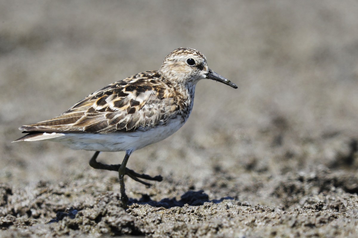 Least Sandpiper - ML639611976