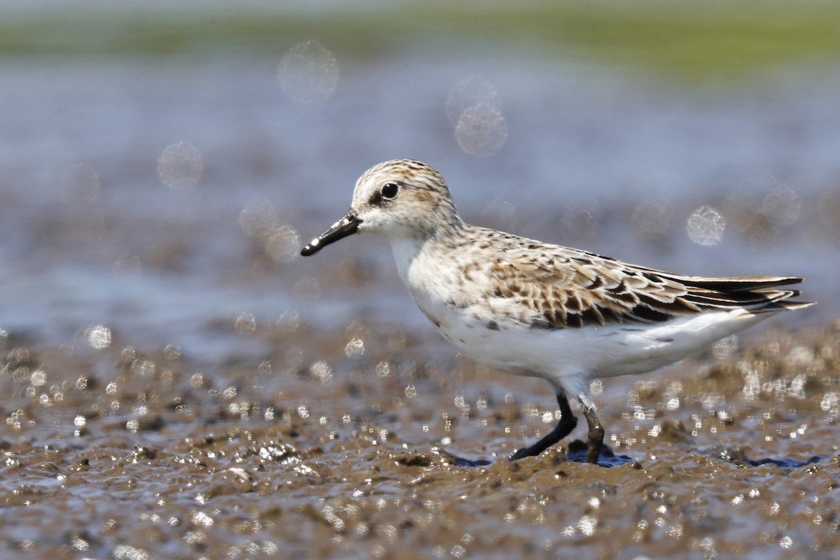 Semipalmated Sandpiper - ML639611986