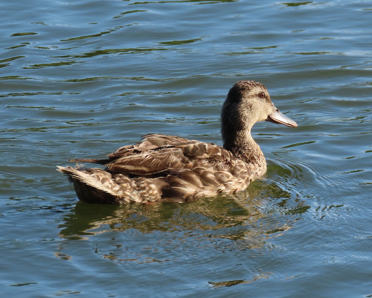 Mallard x Mottled Duck (hybrid) - ML639611991