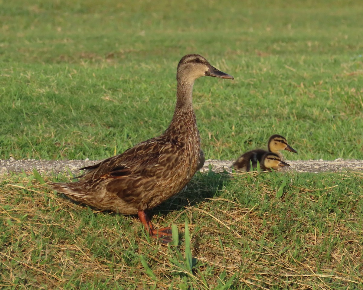 Mallard x Mottled Duck (hybrid) - ML639611993