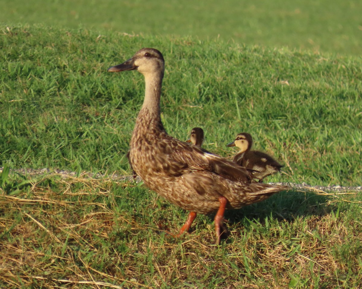 Mallard x Mottled Duck (hybrid) - ML639611995