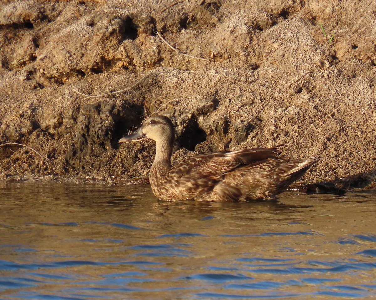 Mallard x Mottled Duck (hybrid) - ML639611996