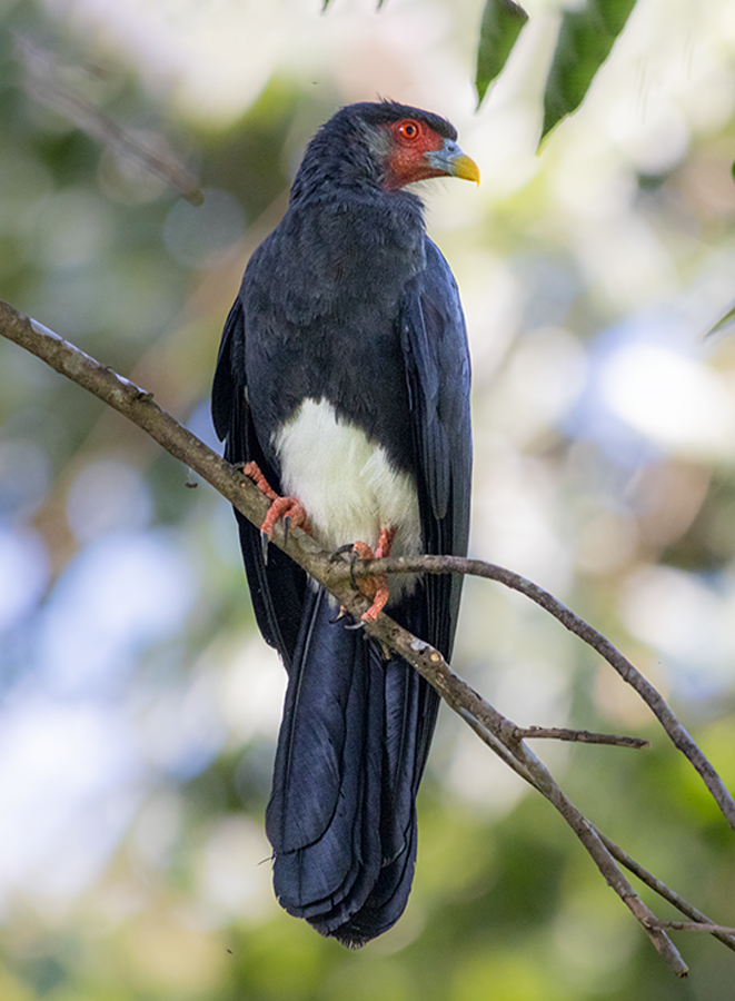 čimango rudohrdlý - ML639612163