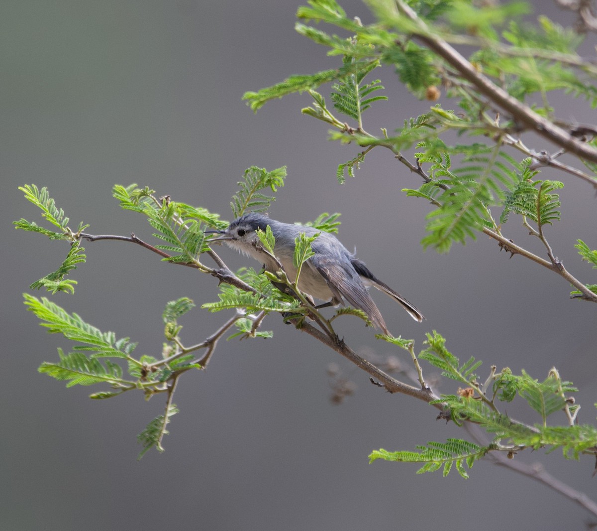 White-browed Gnatcatcher - ML639612202