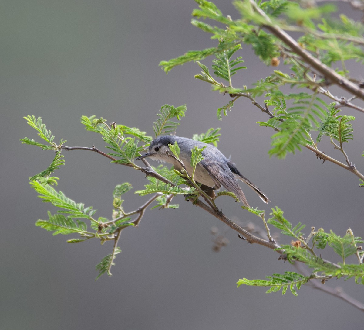 White-browed Gnatcatcher - ML639612203