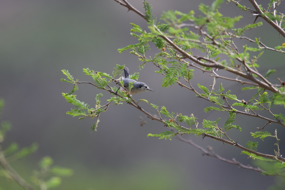 White-browed Gnatcatcher - ML639612204