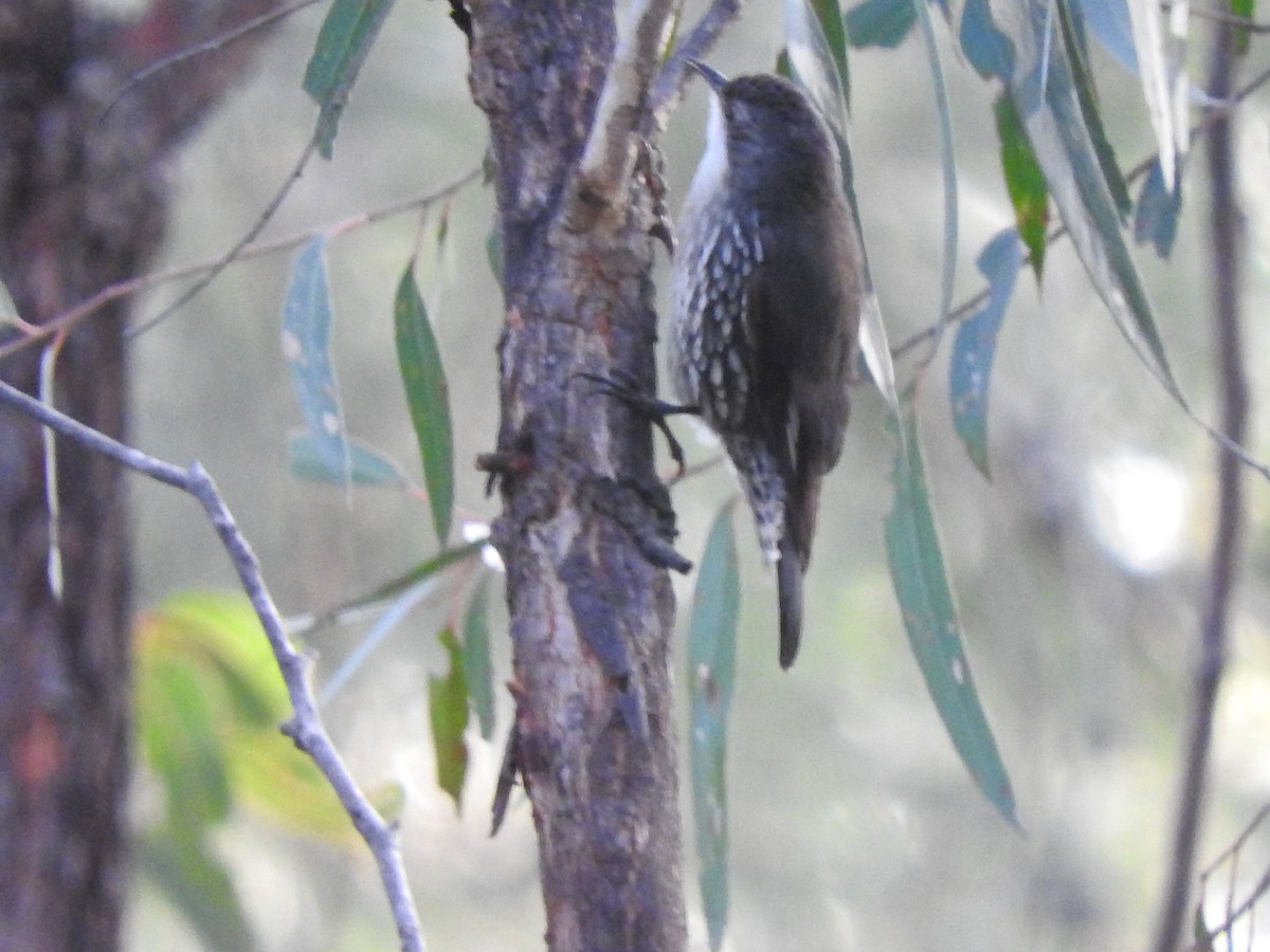White-throated Treecreeper - ML639612242