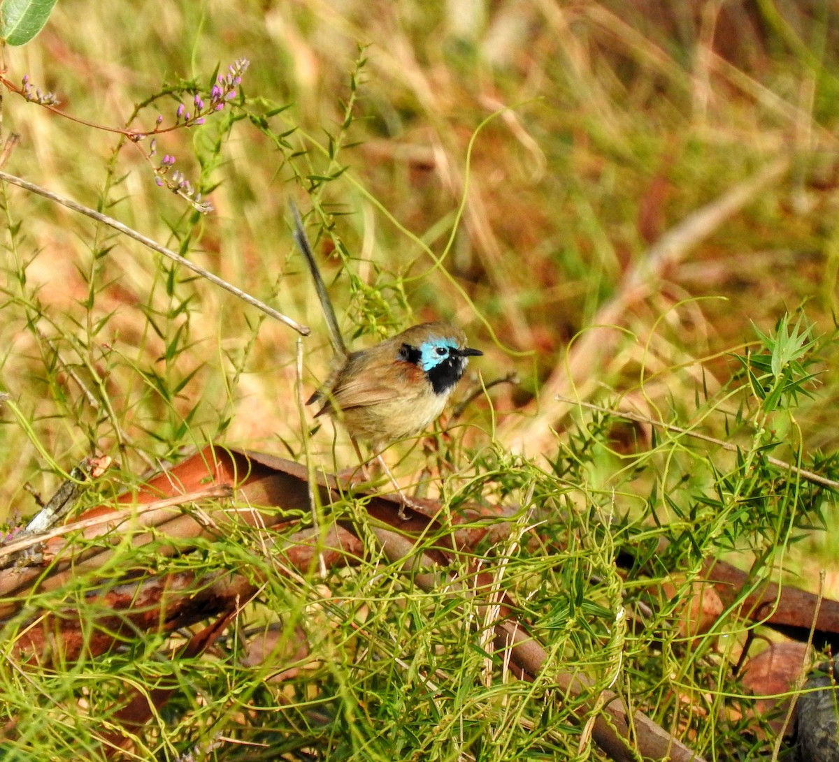 Variegated Fairywren - ML639612247