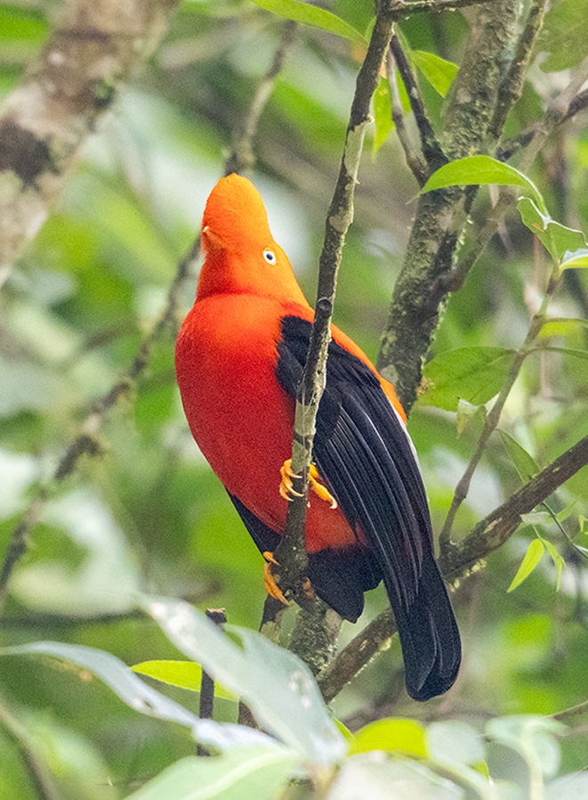 skalňák andský - ML639612261