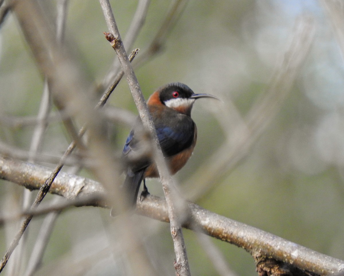 Eastern Spinebill - ML639612297