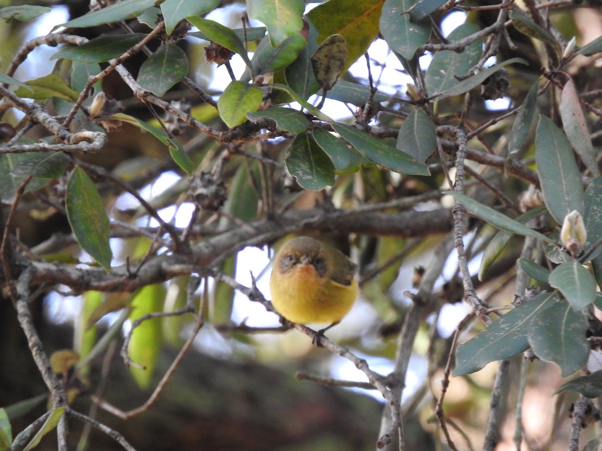 Yellow Thornbill - ML639612301