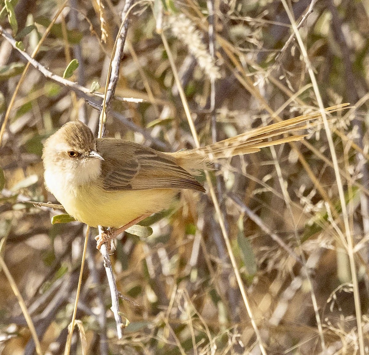 Black-chested Prinia - ML639612333