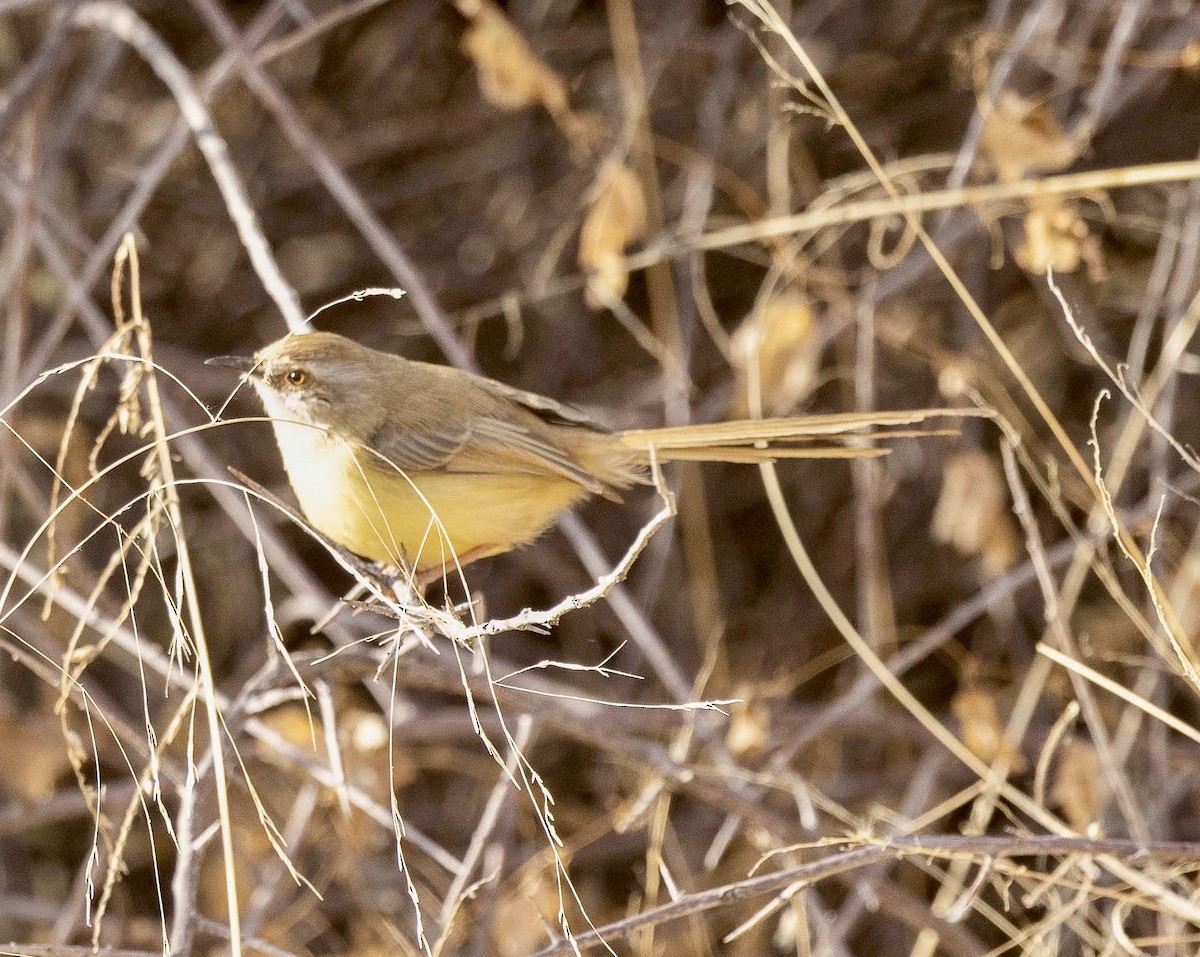 Black-chested Prinia - ML639612335