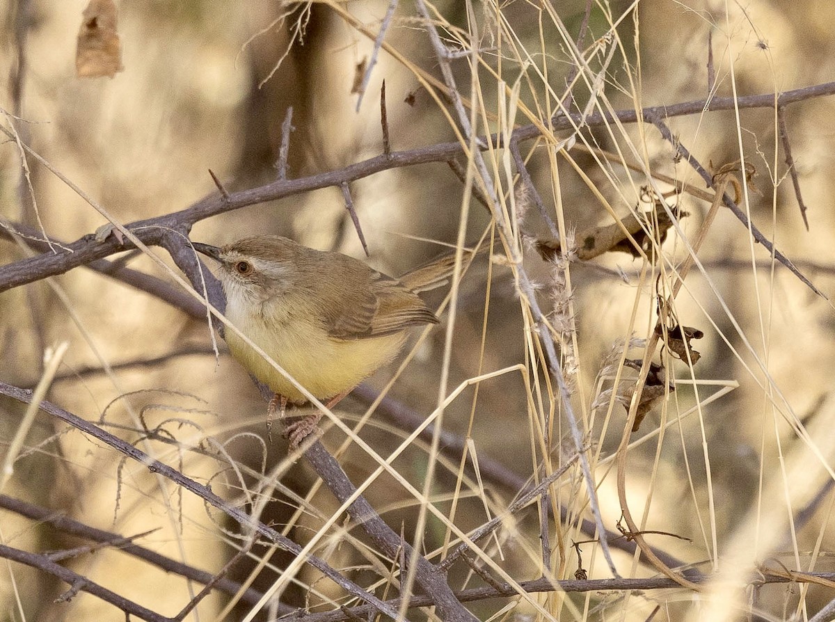 Black-chested Prinia - ML639612336