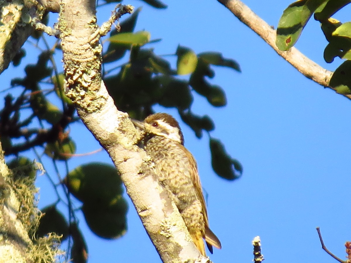 Stierling's Woodpecker - ML639612366