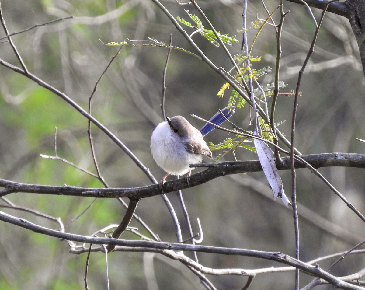 Variegated Fairywren - ML639612371