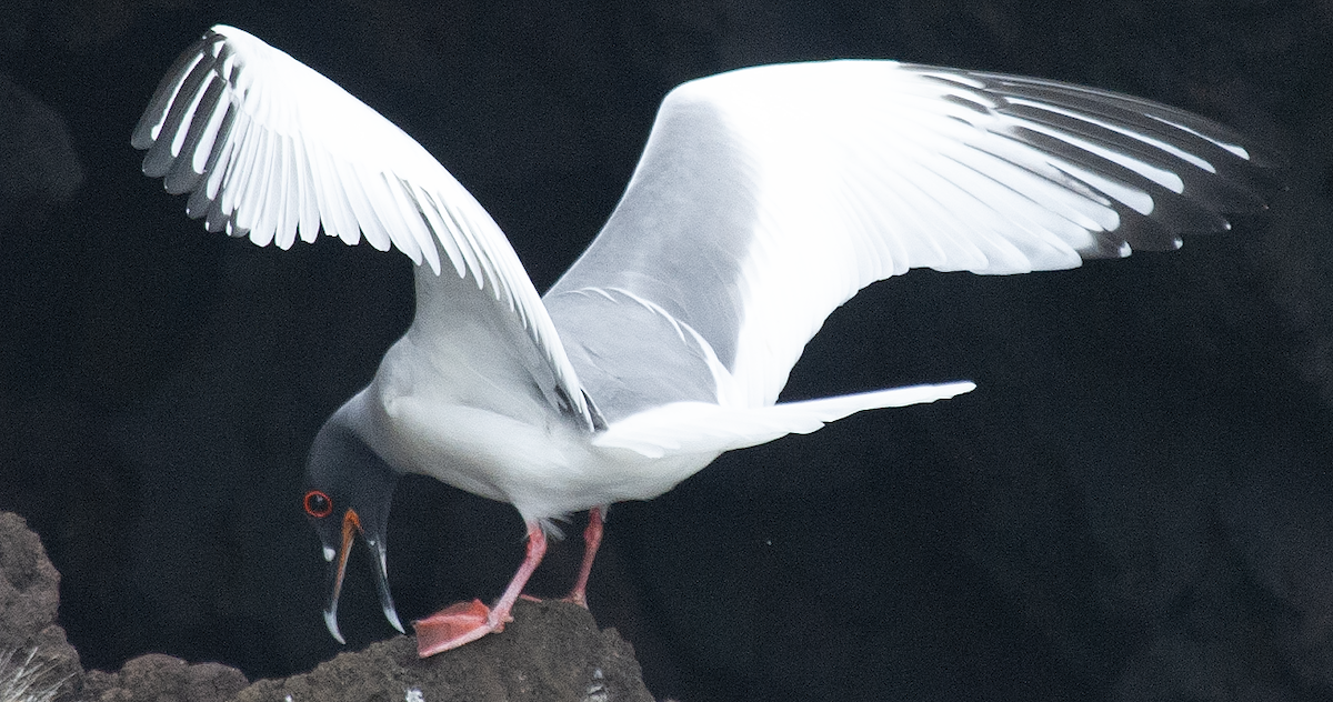 アカメカモメ - ML639612376