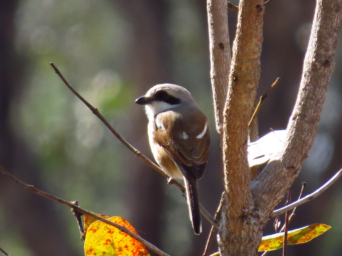 Souza's Shrike - ML639612387
