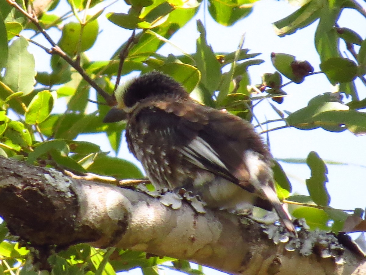 Whyte's Barbet - ML639612397