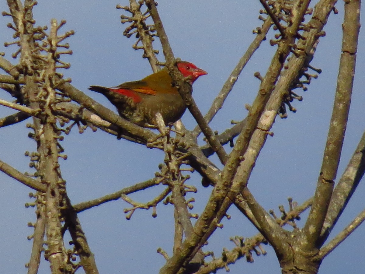 Orange-winged Pytilia - ML639612508