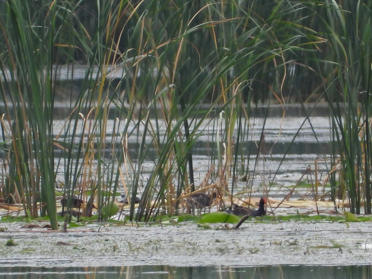 Common Gallinule - ML639612509