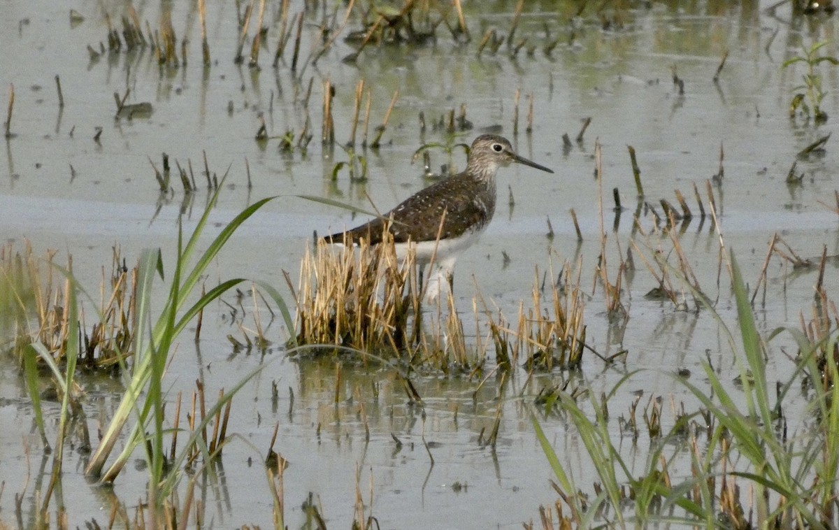 Solitary Sandpiper - ML639612510