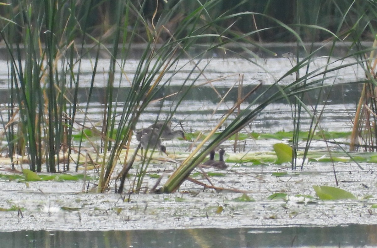 Common Gallinule - ML639612511
