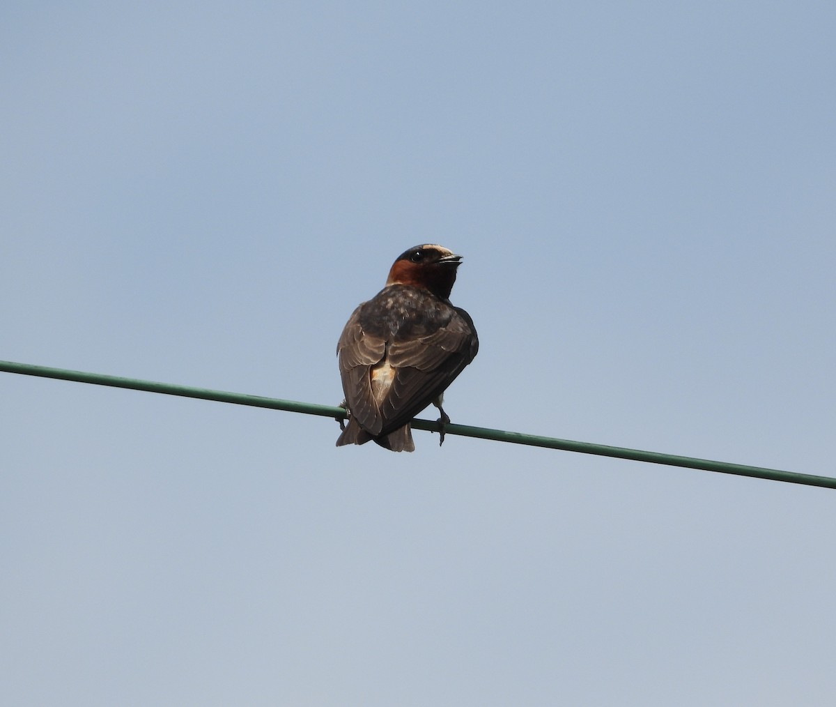 Cliff Swallow - ML639612544
