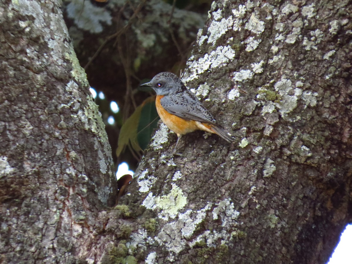 Miombo Rock-Thrush - ML639612545