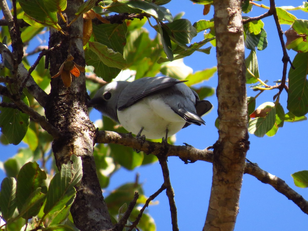 White-breasted Cuckooshrike - ML639612558