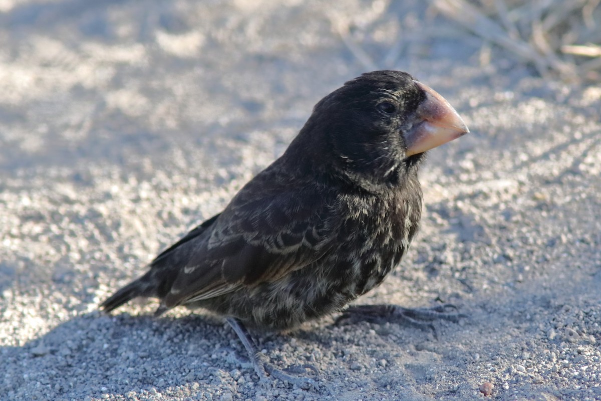 Large Ground-Finch - ML639612564