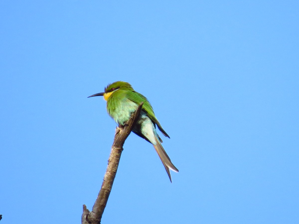 Swallow-tailed Bee-eater - ML639612586