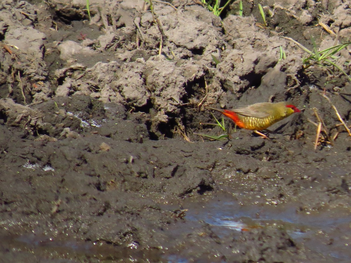 Zebra Waxbill - ML639612613