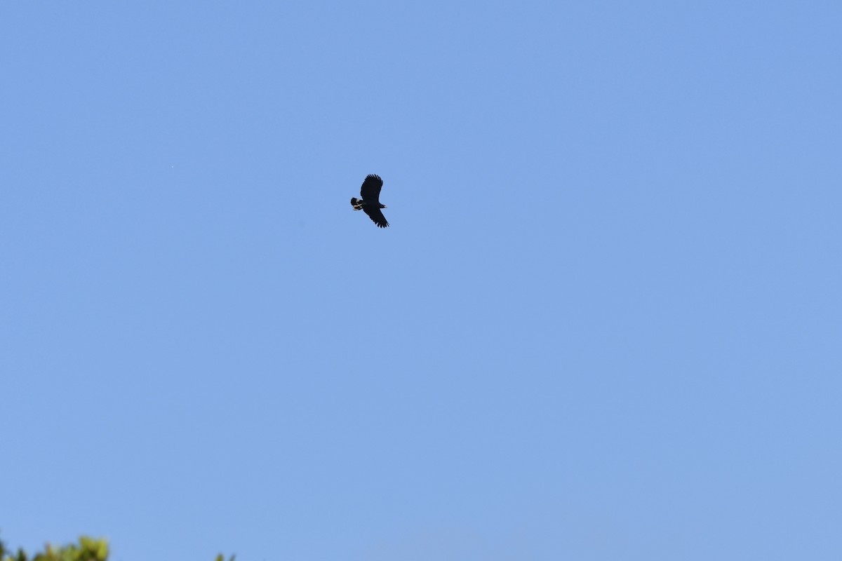 Great Black Hawk - ML639612725