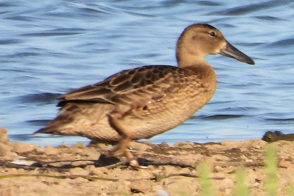 Blue-winged Teal - ML639612729