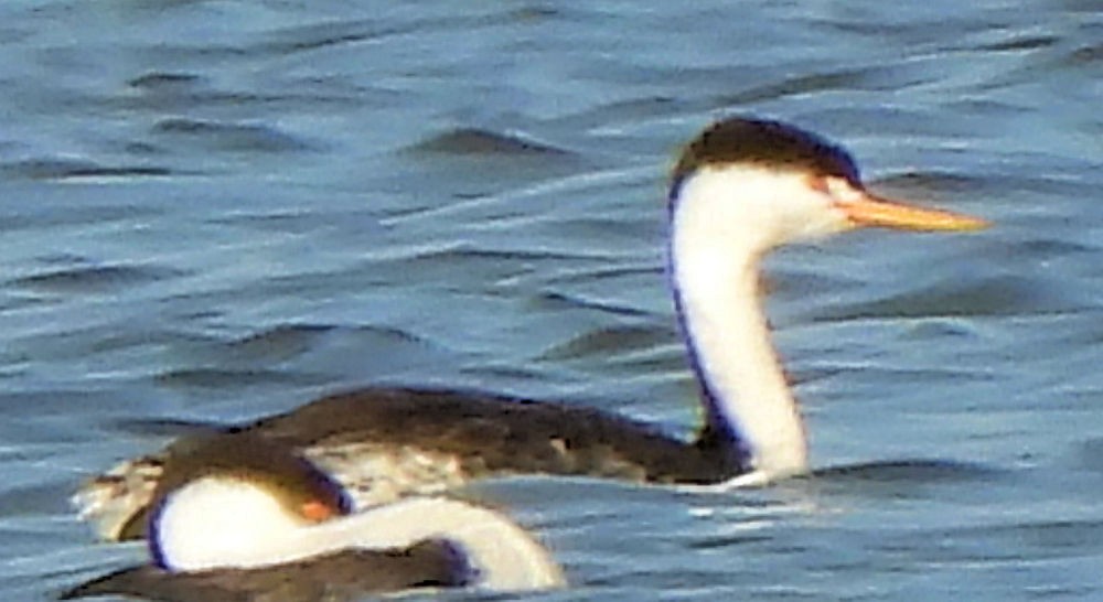 Clark's Grebe - ML639612774