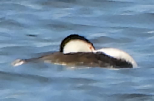Clark's Grebe - ML639612775