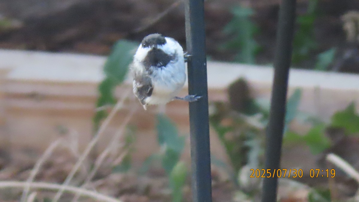 Black-capped Chickadee - ML639612789