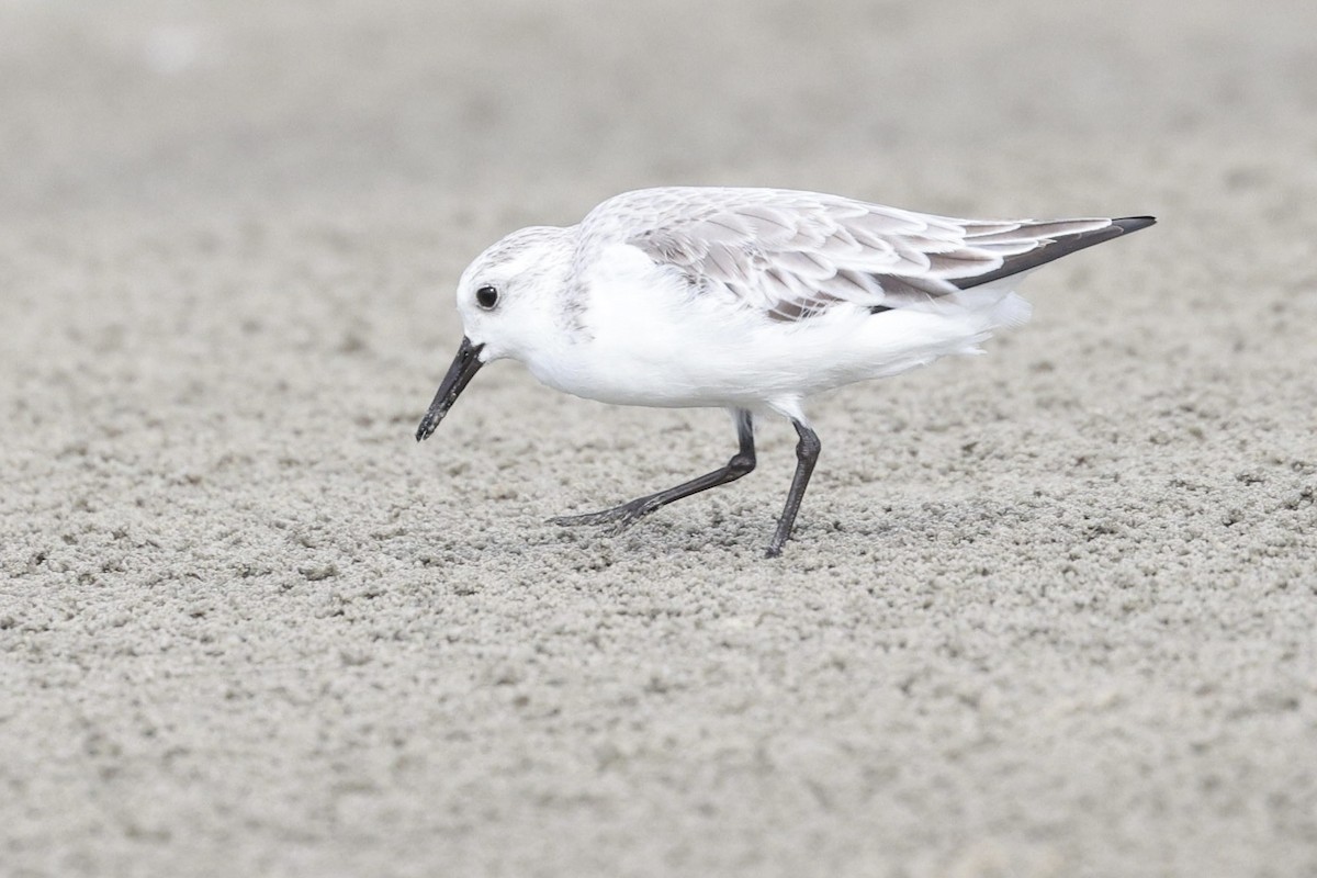 jespák písečný - ML639612795